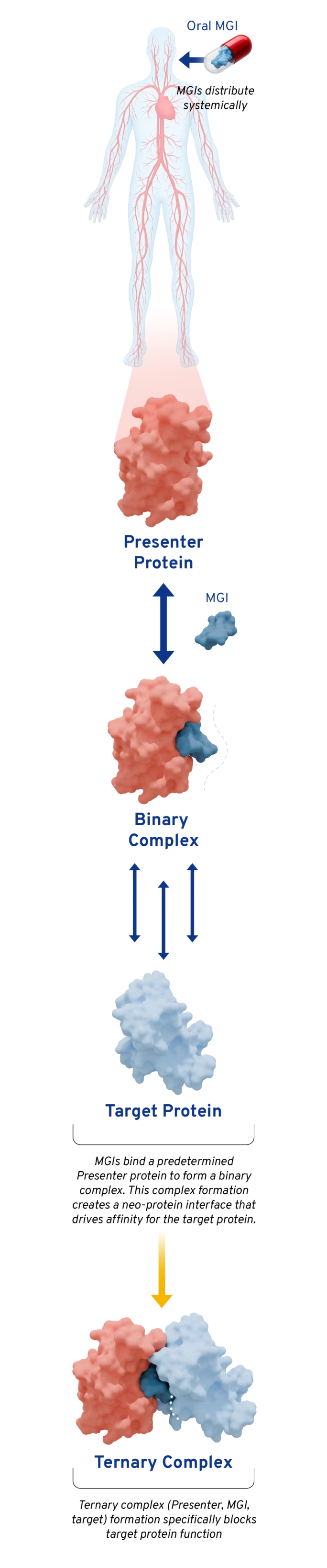 3D schema outlining the mechanism by which molecular glue inhibitors engage with presenter proteins and disease targets.